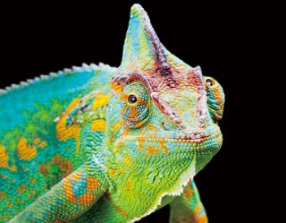 Obrázek z Magnet 3D 7x9cm - chameleon (12) 